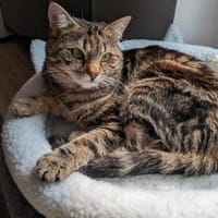 Katze Ariella, Katze zur Adoption