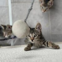 💙Sammy💙 sucht seine Familie, Kater zur Adoption