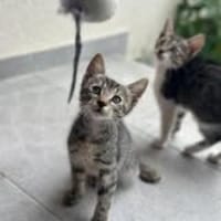 Filousucht seine  Familie, Kater zur Adoption