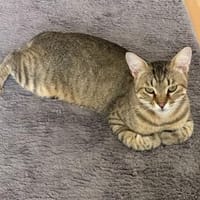 Kater Tigar, Kater zur Adoption