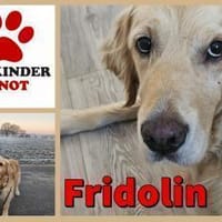 Golden Retriever Fridolin sucht ...., Hund zur Adoption