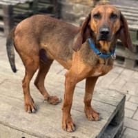 NIKO - verschmuster, aufgeweckter Rüde, Hund zur Adoption