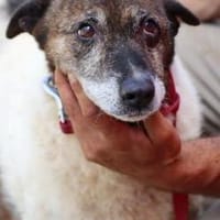 Ilaria - sucht dringend ein Zuhause, Hündin zur Adoption