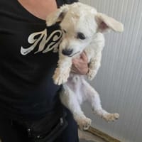 Der kleine Jonny sucht ein Zuhause, Hund zur Adoption