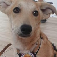 Carla lässt Herzen schmelzen, Hündin zur Adoption