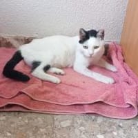 Liebe, sanfte Katze Chippy, Katze zur Adoption