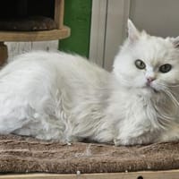 AZIZA&NIEVE - unser weißes Duo!, Katze zur Adoption
