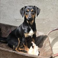 Zora, Hündin zur Adoption