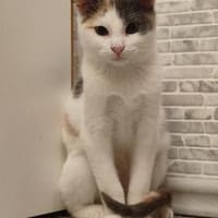 Kätzin Marley, Katze zur Adoption