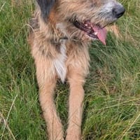 Winston wartet auf seine 2. Chance, Hund zur Adoption