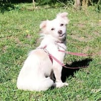 Kleines charmantes Flöckchen..., Hündin zur Adoption