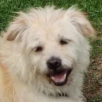 Samy,  Podengo-Mix, lieb und sozial, Hund zur Adoption