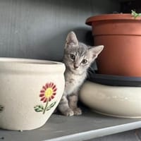 💕Lina💕 sucht ihre Menschen, Katze zur Adoption