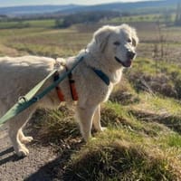 HARRIS, fröhlicher, verspielter Gefährte, Hund zur Adoption