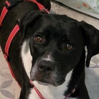 Möchten Sie Cicca bei sich aufnehmen?, Hündin zur Adoption