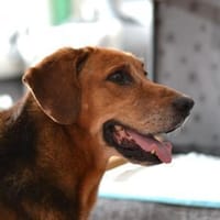 Perla Mix Hündin 8 Jahre alt in 34613, Hündin zur Adoption