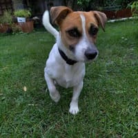 Kleiner Pluto träumt von seiner Familie, Hund zur Adoption