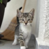 💕Minou💕sucht ihre Menschen ❤, Katze zur Adoption
