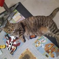 Handicap Kätzin Sunny, Katze zur Adoption