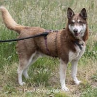 Mr. Joco ist sehr verschmust, Hund zur Adoption