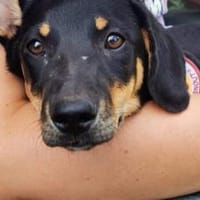 Unser Gute-Laune-Hund Arthur, Hund zur Adoption