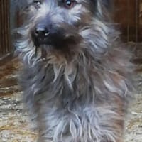 lieber, kastrierter Speriat in Hessen in, Hund zur Adoption