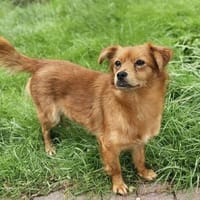 Fay- Mix Hündin sucht ihre Menschen, Hündin zur Adoption