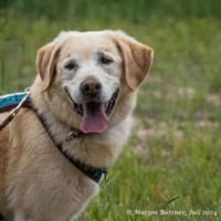 Ares unser hübscher Rüde, Hund zur Adoption