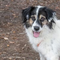 Axton liebt es zu kuscheln, Hund zur Adoption