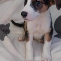 Lukas hübscher Hundejunge, Hund zur Adoption