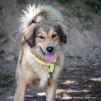 Sibil ist noch sehr ängstlich, Hündin zur Adoption