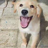 kleine, zarte Gina 🥰 die immer lacht 😊, Hündin zur Adoption