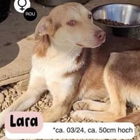Hübsche LARA sucht Dich !, Hündin zur Adoption