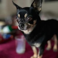 Lidia in 82362 Weilheim #, Hündin zur Adoption