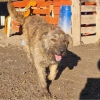 Rani such ein Zuhause, Hündin zur Adoption