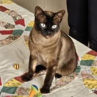 Siamprinzessin Nisha bei München(ALM), Katze zur Adoption