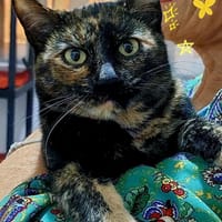 Bonita bei München( ALO), Katze zur Adoption
