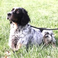 Mister - gut sozialisiert und lebhaft, Hund zur Adoption