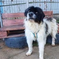 Otto sucht ein Zuhause!, Hund zur Adoption