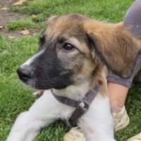 Antonio - Herz sucht Herzensmenschen, Hund zur Adoption