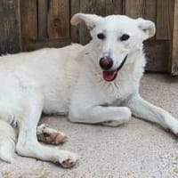 Hübsche Pepper ist in Möttingen, Hündin zur Adoption