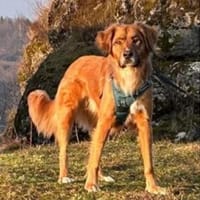Tony Pongo - ein bildschöner Partner, Hund zur Adoption