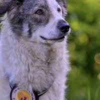 Lana sucht ein Zuhause, Hündin zur Adoption