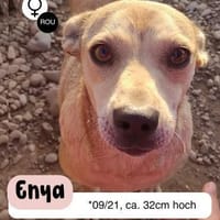 Goldschatz ENYA sucht ihr zu Hause, Hündin zur Adoption