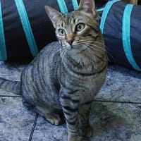 anhänglicher Carlos bei München (ALO), Kater zur Adoption