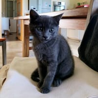 AZIZA, chatte à adopter
