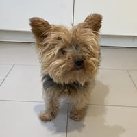 GRINGO, chien à adopter