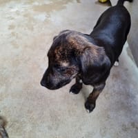 Coraya, chienne à adopter