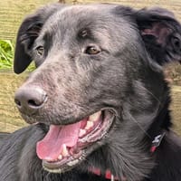 IZAÏ, chien à adopter