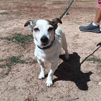 Gibbs, chien à adopter